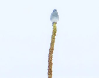 Bluebird Snow - Tracy Badham Photography - Fine Art Photograph