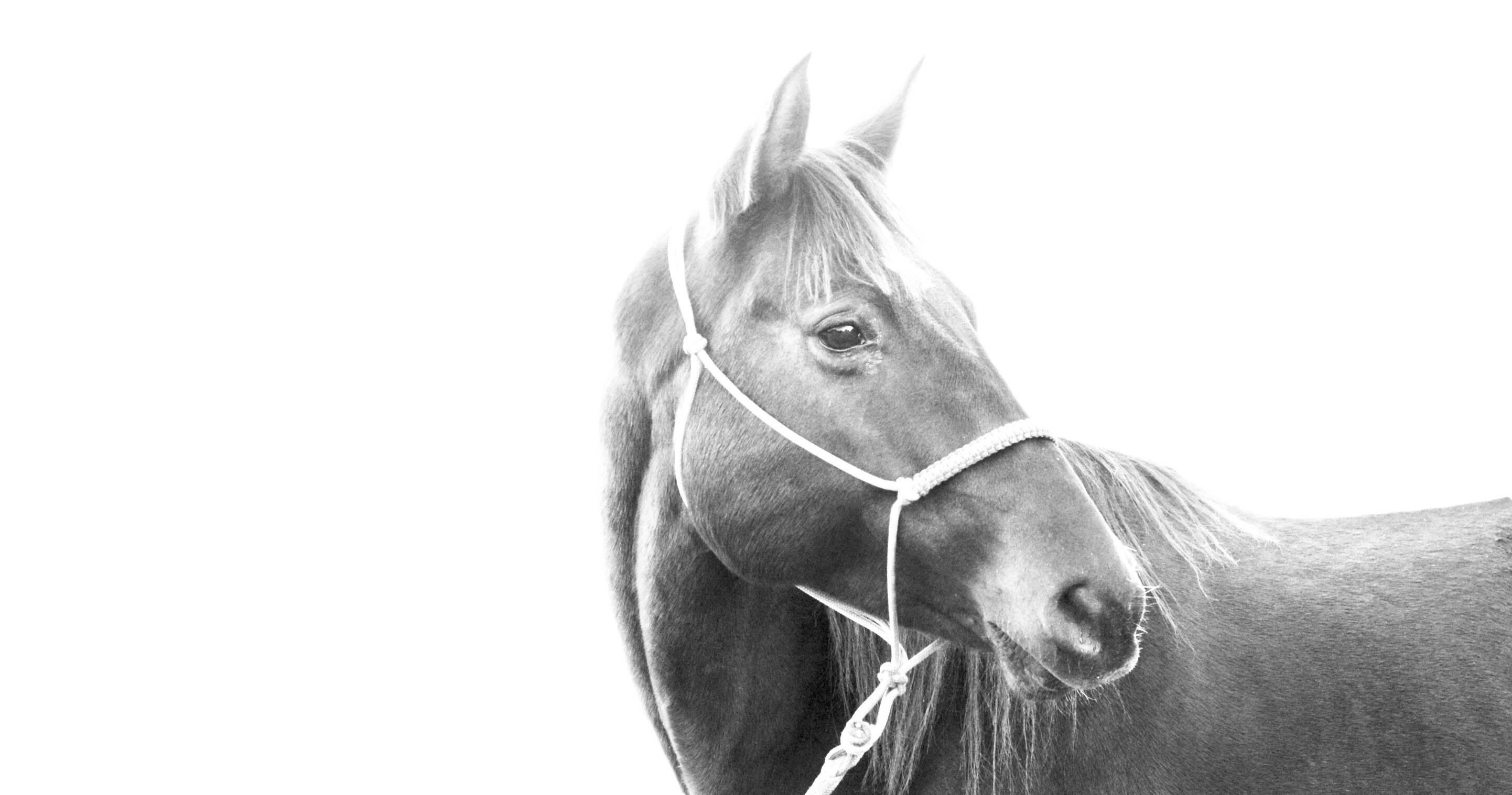 Black and white photograph of a horse wearing a halter. Etsy