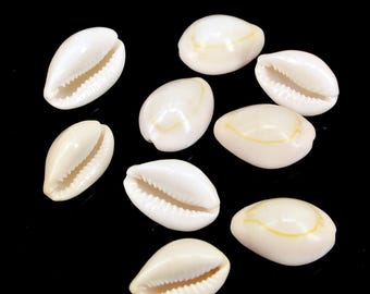 貝殻標本　ホネガイ ホネガイの標本【11～12センチ】 | 博物と古物の奇妙な雑貨店