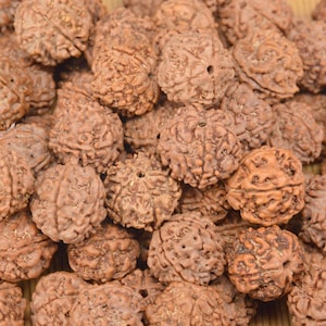 5 Mukhi Rudraksha Natural Bodhi Seed Tibetan Prayer Loose Beads , 5 Face Rudraksha Loose Bead