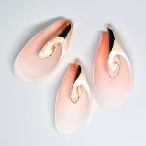 May include: Three pink seashells with a brown and white swirl pattern inside. The shells are smooth and glossy.