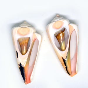May include: Two seashells with a light pink and white exterior and a brown interior. The shells have a pointed tip and a wide opening.