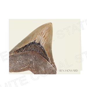 Personalized Stationery Set, Sharks Tooth Note Cards, Set of 10