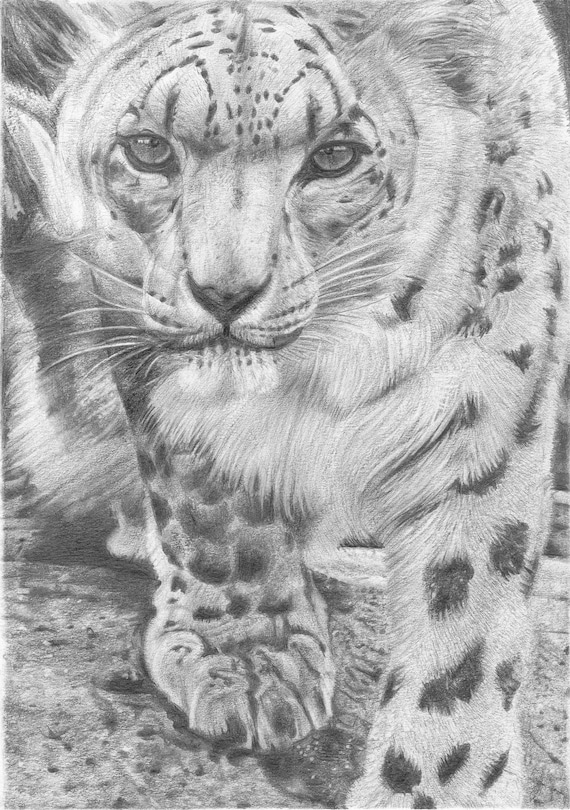 Snow Leopard Animal Print Graphite Pencil Drawing And A3 Etsy