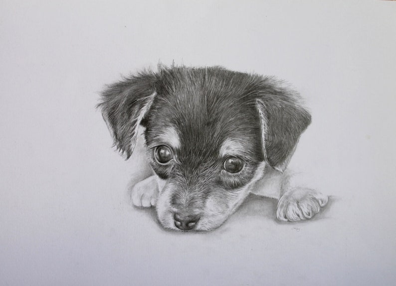 Yorkie Pup lápiz perro retrato dibujo de lápiz original Etsy