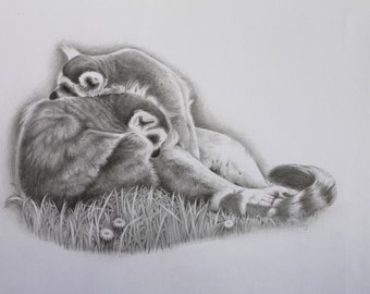 Cuddle Up - Ring Tailed Lemurs - Fine Art  Original Pencil Drawing-Animal Lover - Fine Art - Animal Artist