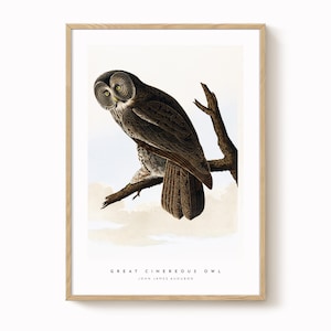 Great Cinereous Owl Vintage Bird Print – Antique-Style Ornithology Art, Natural History Wall Decor, Vintage Bird Illustration