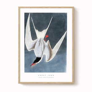 Great Tern Vintage Bird Print – Antique-Style Ornithology Art, Natural History Wall Decor, Vintage Bird Illustration