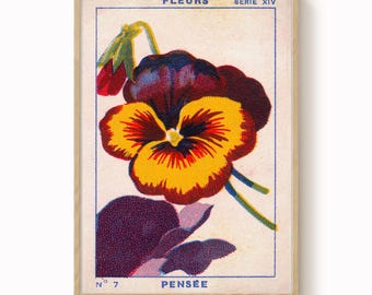 Vintage Stiefmütterchen Druck: Antike französische botanische Kunst