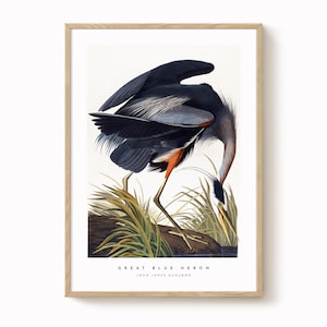 Great Blue Heron Vintage Bird Print – Antique-Style Ornithology Art, Natural History Wall Decor, Vintage Bird Illustration
