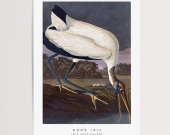 Ibis Print: Vintage Audubon Vogel Illustration, Naturgeschichte Kunst