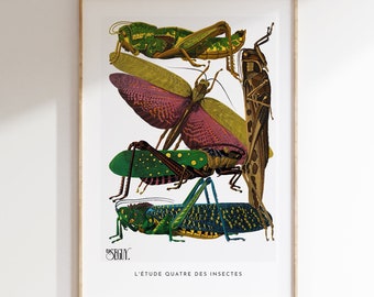 Vintage insects, E.A. Séguy, insect illustration, vintage poster, gift for etymologist, green red mustard colors, nature illustration