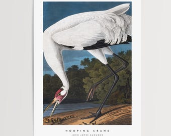 Audubon Hooping Kranich Druck: Eine Restaurierte Vogel Illustration