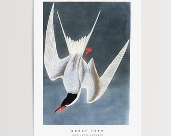 Audubon-Seeschwalbe Druck: Vintage Vogel-Illustration, Naturgeschichte Kunst