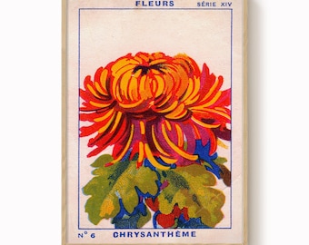 Estampado antiguo de crisantemos: Arte botánico francés antiguo