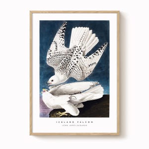 Iceland Falcon Vintage Bird Print – Antique-Style Ornithology Art, Natural History Wall Decor, Vintage Bird Illustration