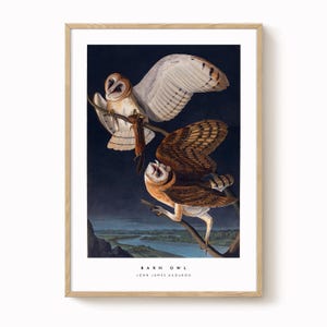 Barn Owl Vintage Bird Print – Antique-Style Ornithology Art, Natural History Wall Decor, Vintage Bird Illustration