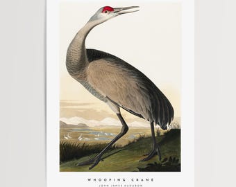 Singkranich Print: Vintage Audubon Ornithologie Kunst