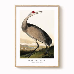 Whooping Crane Vintage Bird Print – Antique-Style Ornithology Art, Natural History Wall Decor, Vintage Bird Illustration
