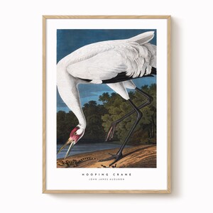 Hooping Crane Vintage Bird Print – Antique-Style Ornithology Art, Natural History Wall Decor, Vintage Bird Illustration
