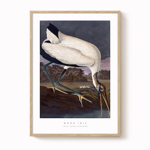 Wood Ibis Vintage Bird Print – Antique-Style Ornithology Art, Natural History Wall Decor, Vintage Bird Illustration