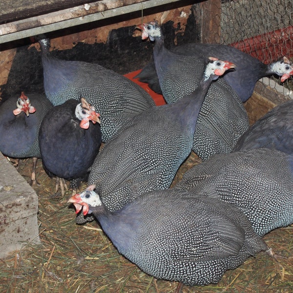 12 Fresh Unwashed Free Range Royal Purple, Pearl, Pied Guinea Hen Farm Fowl Eggs Orbs for water glassing Eating Etc