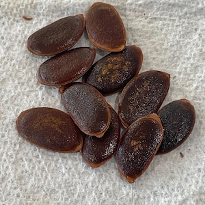May include: A collection of brown, oval-shaped seeds with a glossy surface. The seeds are arranged on a white, textured surface, showcasing their natural color and form. The seeds appear to be of a similar size and shape.