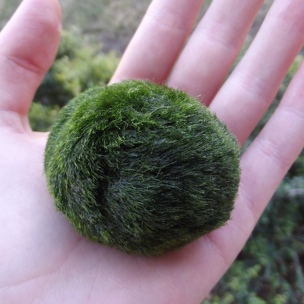 Giant Japanese Marimo Moss Ball