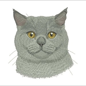 Puede incluir: Primer plano de un gato British Shorthair gris con ojos amarillos. El gato está mirando directamente a la cámara.