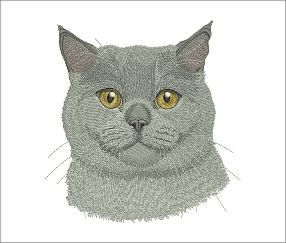 chartreux cat for sale australia