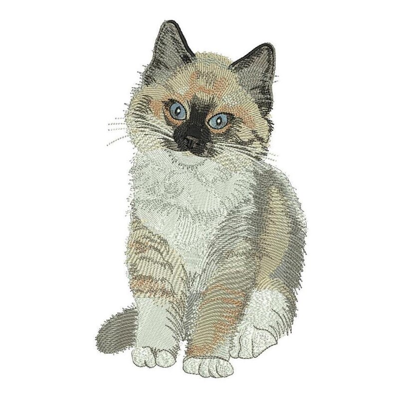 Puede incluir: Un dise&ntilde;o de bordado de un gatito sentado con pelaje marr&oacute;n claro, crema y blanco. El gatito presenta una m&aacute;scara marr&oacute;n oscura en la cara, orejas puntiagudas y ojos azul brillante. La textura de la imagen imita puntadas de costura detalladas.