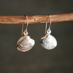 May include: Silver shell earrings with a textured surface. The earrings are hanging from a wooden branch.