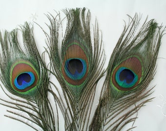 Peacock Tail Feather, Set of 3,  Natural color with blue eye