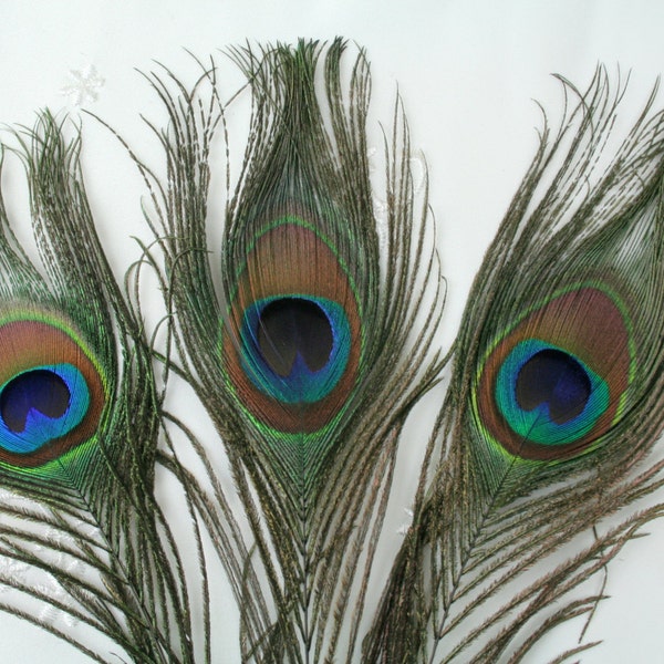 Peacock Tail Feather, Set of 3,  Natural color with blue eye