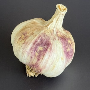 Spanish Roja garlic  1 pound