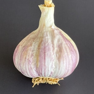 Chesnok Roter Knoblauch 1-Pfund