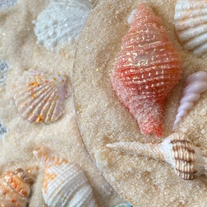 Fondant Decorations - White Seashells – Studio Cakes