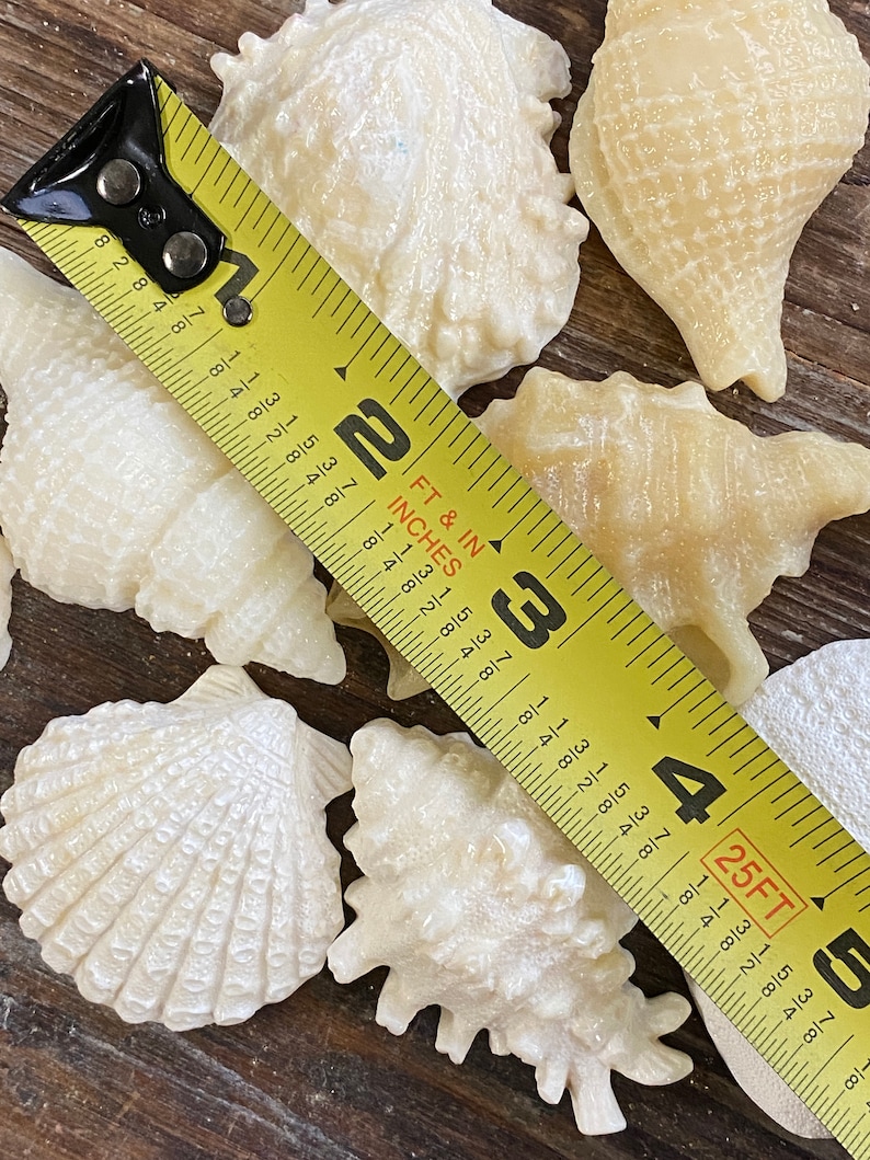 Hard Candy Edible Sugar Shells Very Detailed Cupcake or - Etsy