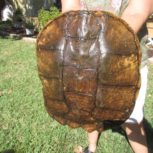May include: Close-up of a large, brown turtle shell with a textured surface. The shell is wet and has a slightly greenish hue.