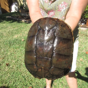 May include: Close-up of the underside of a large, dark brown turtle shell. The shell has a smooth, wet surface and is divided into sections by raised lines.