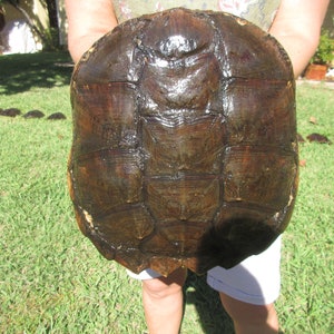 May include: A large, dark brown turtle shell with a textured surface. The shell is held up against a background of green grass. The shell's pattern is visible, with a series of geometric shapes.