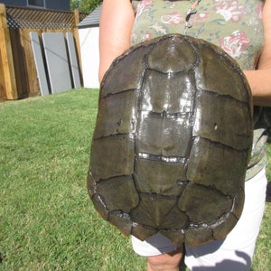 May include: Close-up of a dark brown turtle shell with a textured surface. The shell is divided into sections with raised edges.