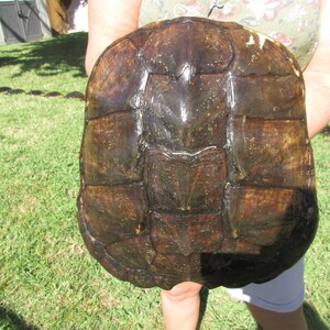 May include: Close-up of a large, brown turtle shell with a textured surface. The shell is held by a person's hands.
