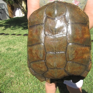 May include: Close-up of a large, brown turtle shell with a textured surface. The shell is held by a person's hands, but the person is not visible in the image.