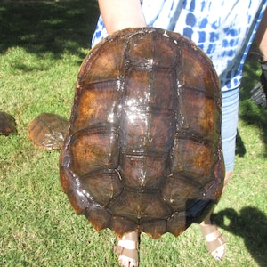 May include: A large, brown snapping turtle shell with a smooth, wet surface. The shell is being held by a person's hand.