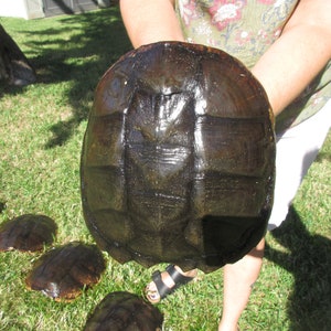 May include: Close-up of a large, dark brown turtle shell. The shell has a smooth, wet surface with a pattern of ridges and grooves. The shell is being held by a person's hands.