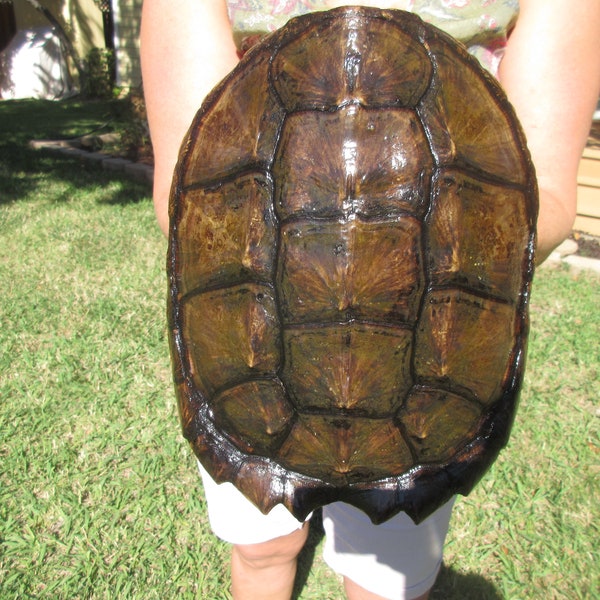 Turtle Shell - Etsy