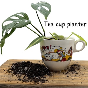Pode incluir: Uma xícara de chá branca usada como vaso de planta com um desenho de desenho animado que representa uma mulher e um cavalo. O texto na xícara diz "Paw! Come an' Git yore... Coffee". Uma planta monstera verde está crescendo na xícara.