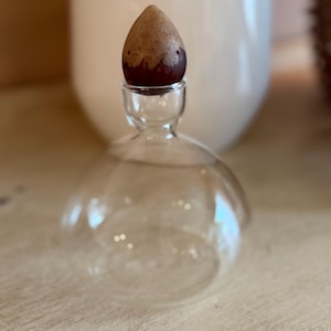 Avocado Propagation Jar