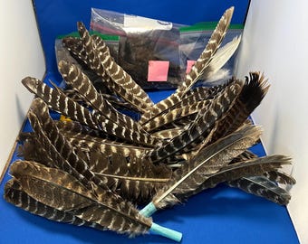 All Natural Turkey Feather lots / Multi - Species Feather lot